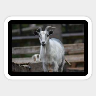 Goat Sticker